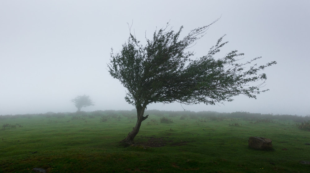Strom deformovaný větrem